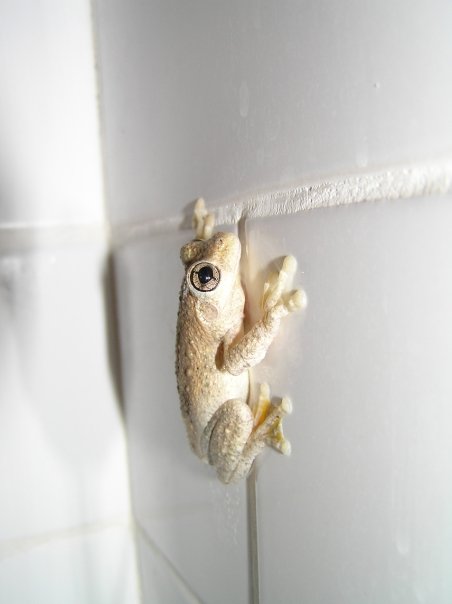 Tyler's Tree Frog Litoria tyleri on bathroom tiles in Hunter Valley NSW, Australia